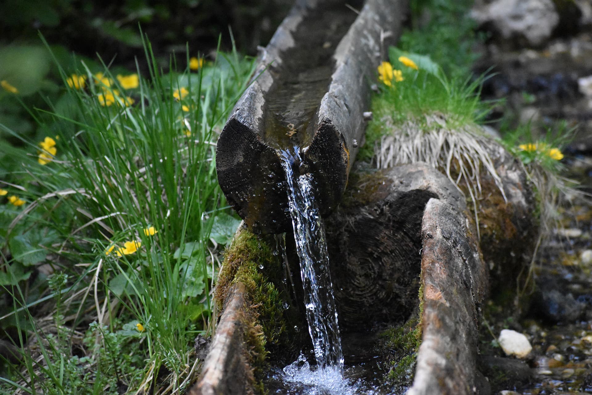 Water pouring from a hollowed-out wooden log trough into another log channel, surrounded by green grass and yellow wildflowers