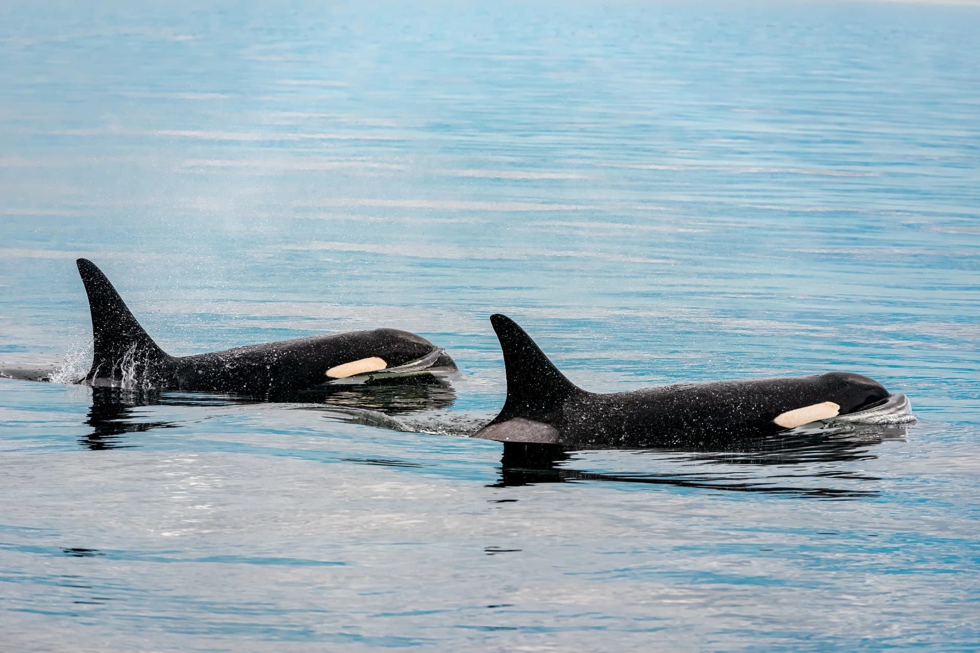 Two orcas swimming side by side at the surface of calm blue water, dorsal fins raised