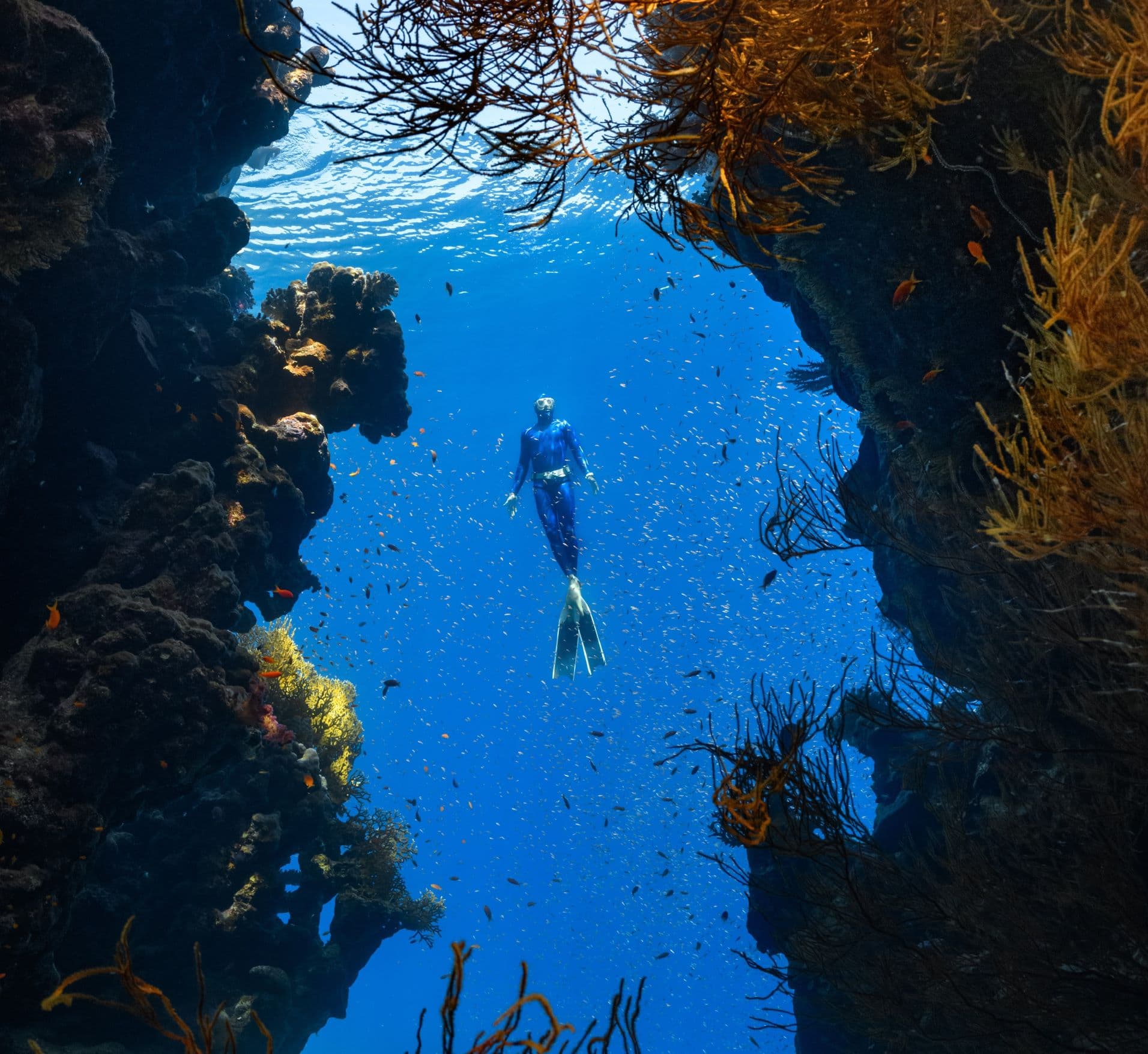 Free diver in a blue wetsuit and long fins floating between coral reef walls, surrounded by schools of small fish