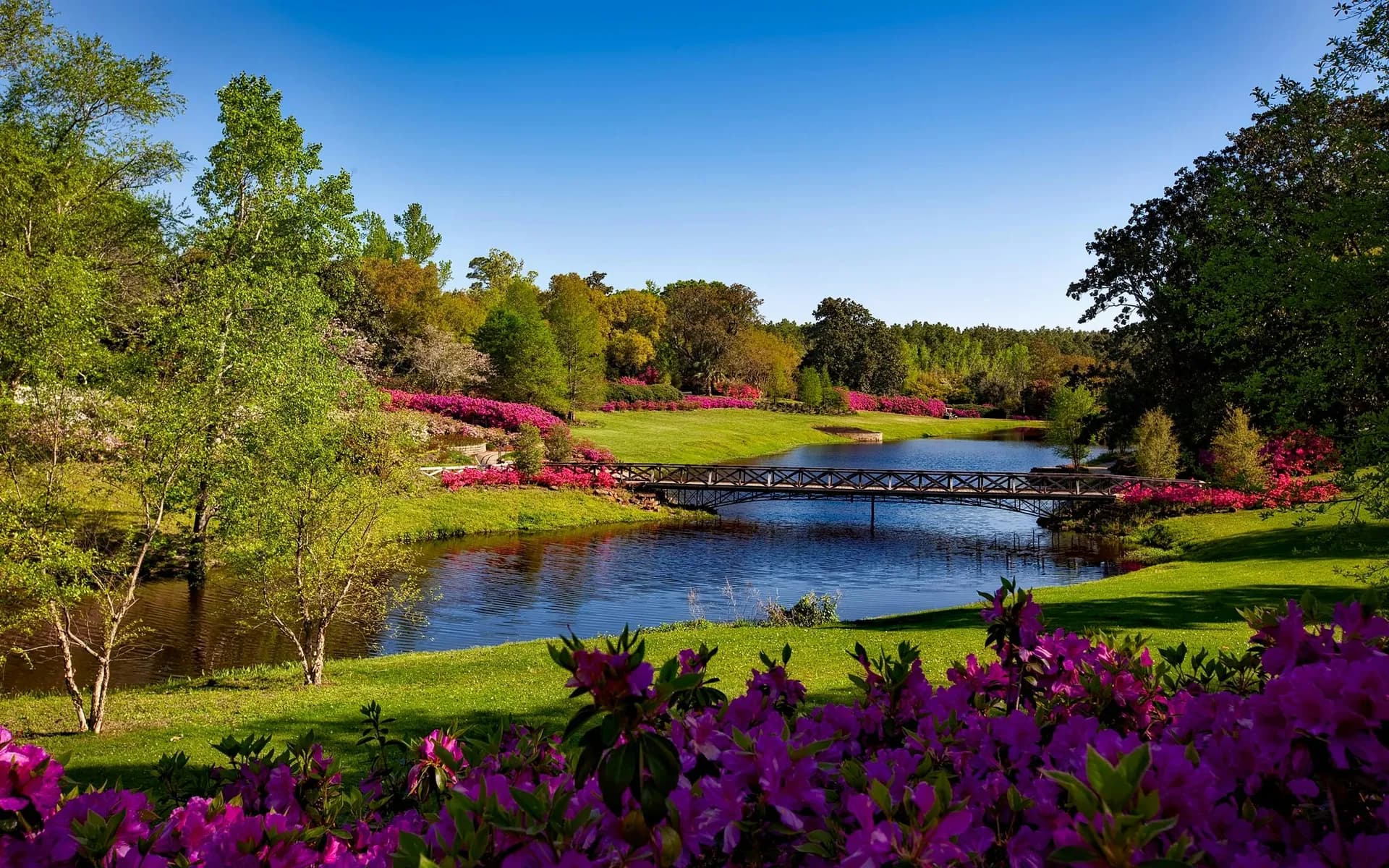 Sunlit park with a footbridge crossing a calm pond, framed by green lawns, tall trees, and banks of pink and purple azaleas